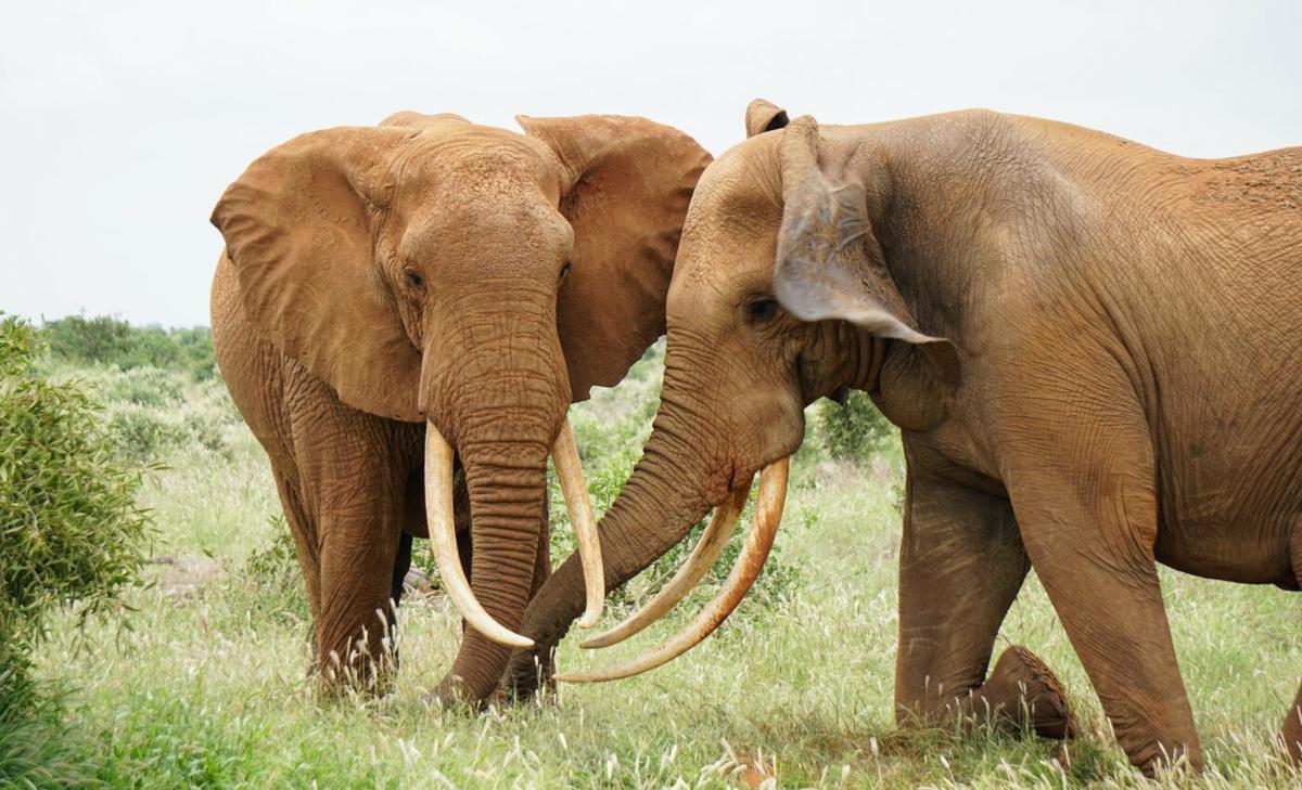Elephants can be very cooperative, until the food gets scarce