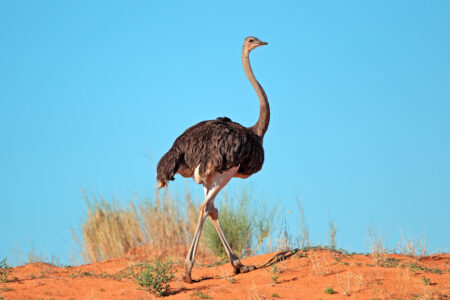 Female,Ostrich,(struthio,Camelus),On,Red,Sand,Dune,,Kalahari,Desert,