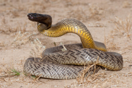 Inland,Taipan,Snake