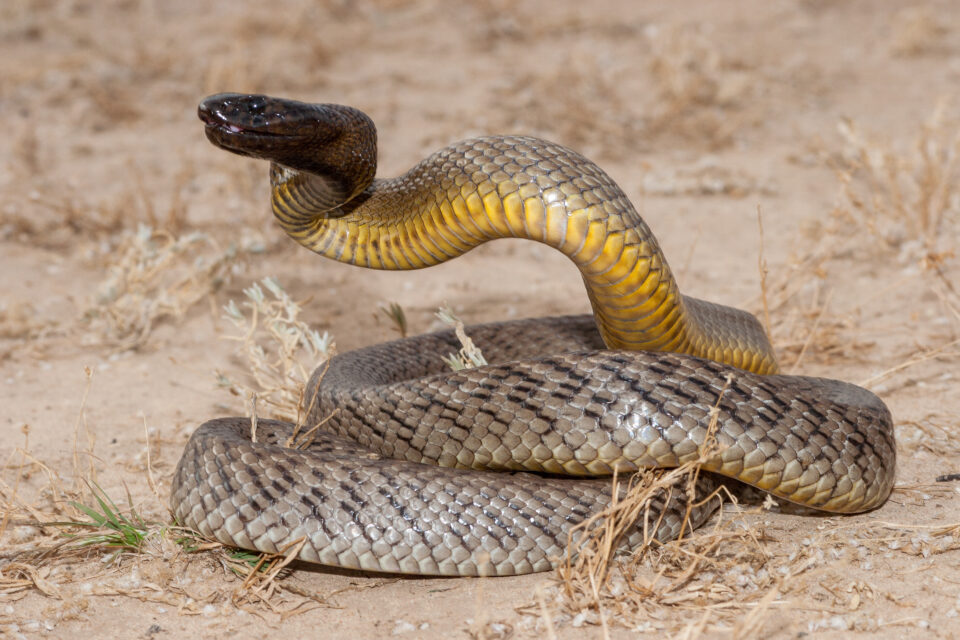 Inland Taipan