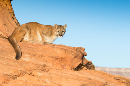 Mountain,Lion,,Cougar,,Puma,Crouching,On,A,Sandstone,Ledge,Looking