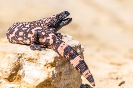Lizard,Gila,Monster(,Heloderma,Suspectum),North,America.