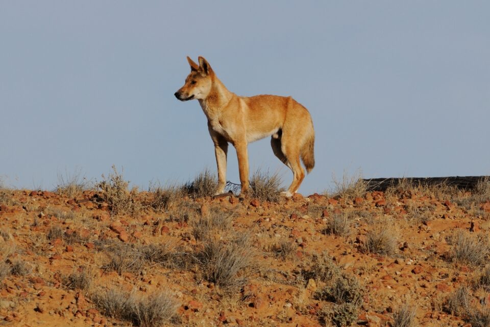 Wild Dogs