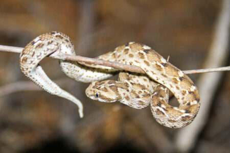 Saw,Scaled,Viper,Venomus,Snake