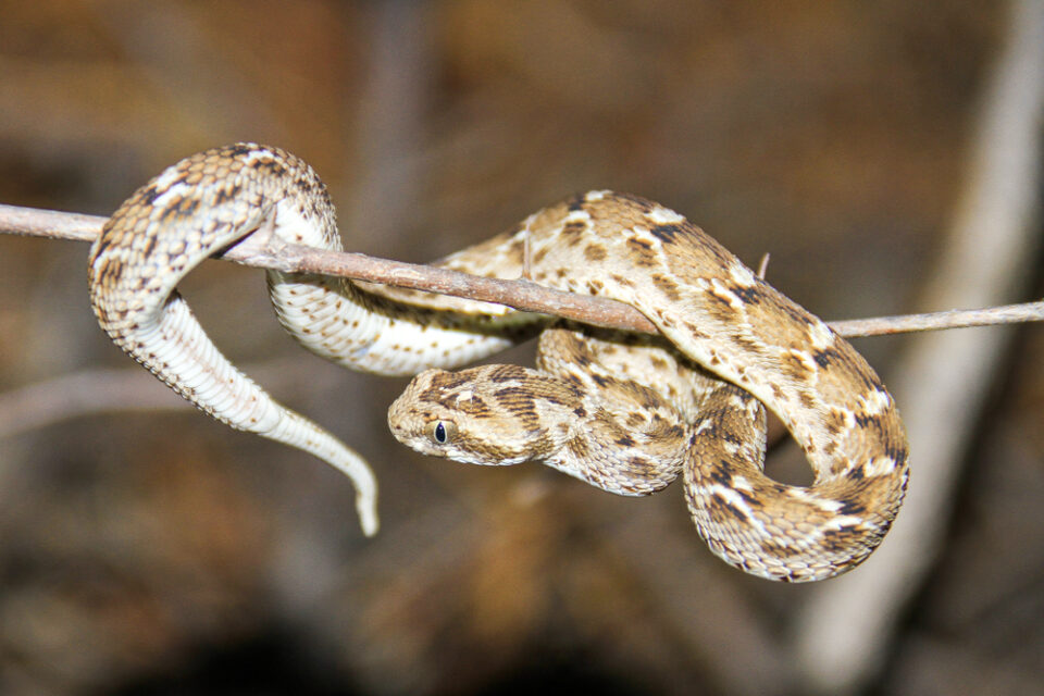Saw Scaled Viper