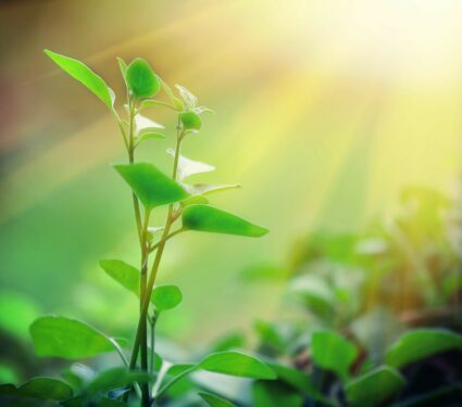 Photosynthesis.jpg