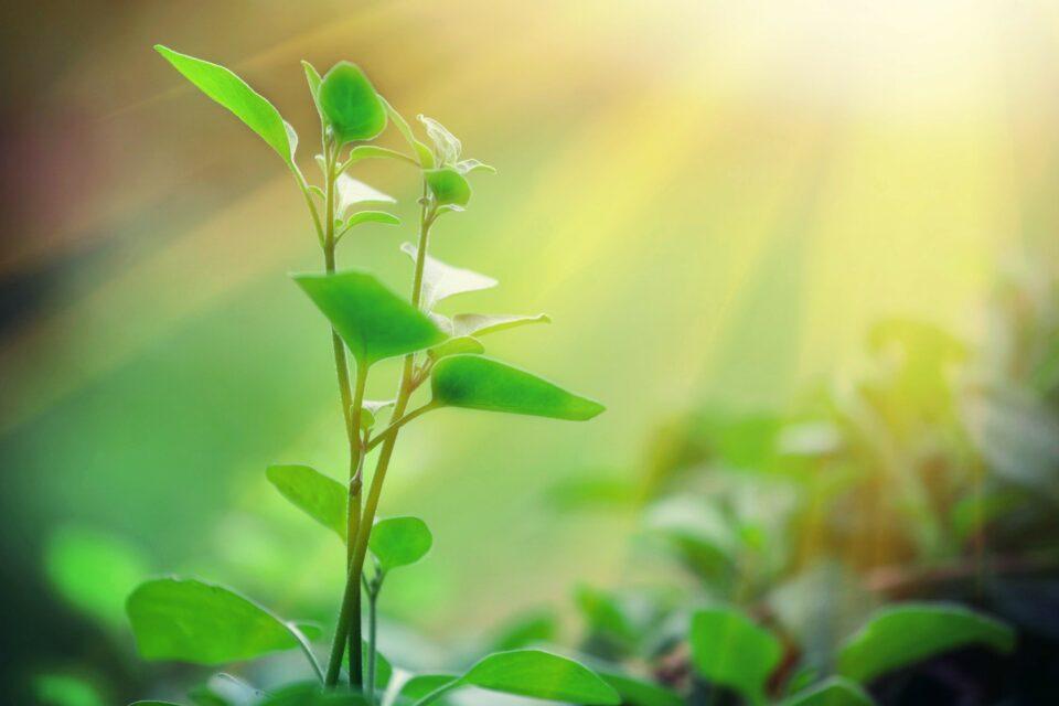 Scientists investigate the origin of photosynthesis