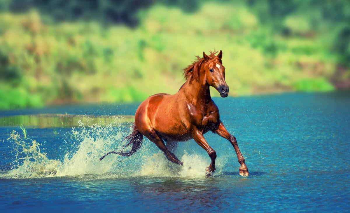 BLM plans to remove half of Wyoming’s wild horses