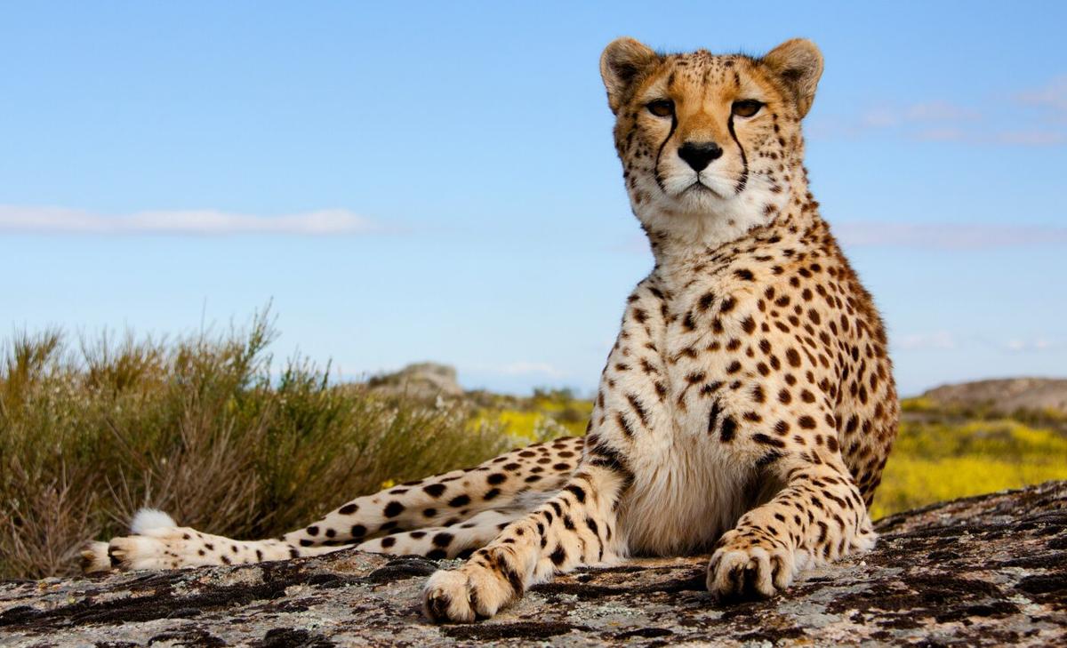 Anthrax kills three cheetahs in the Namib Desert
