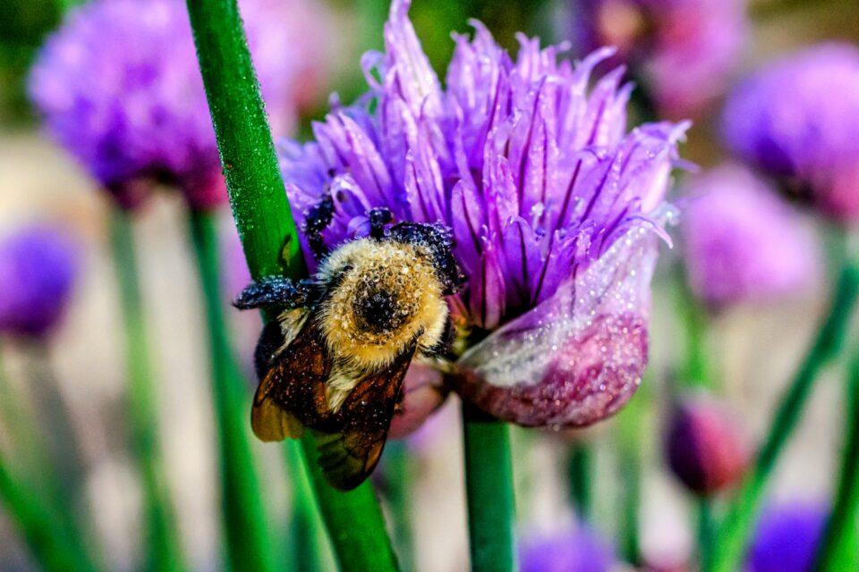The American bumblebee may be on the brink of extinction