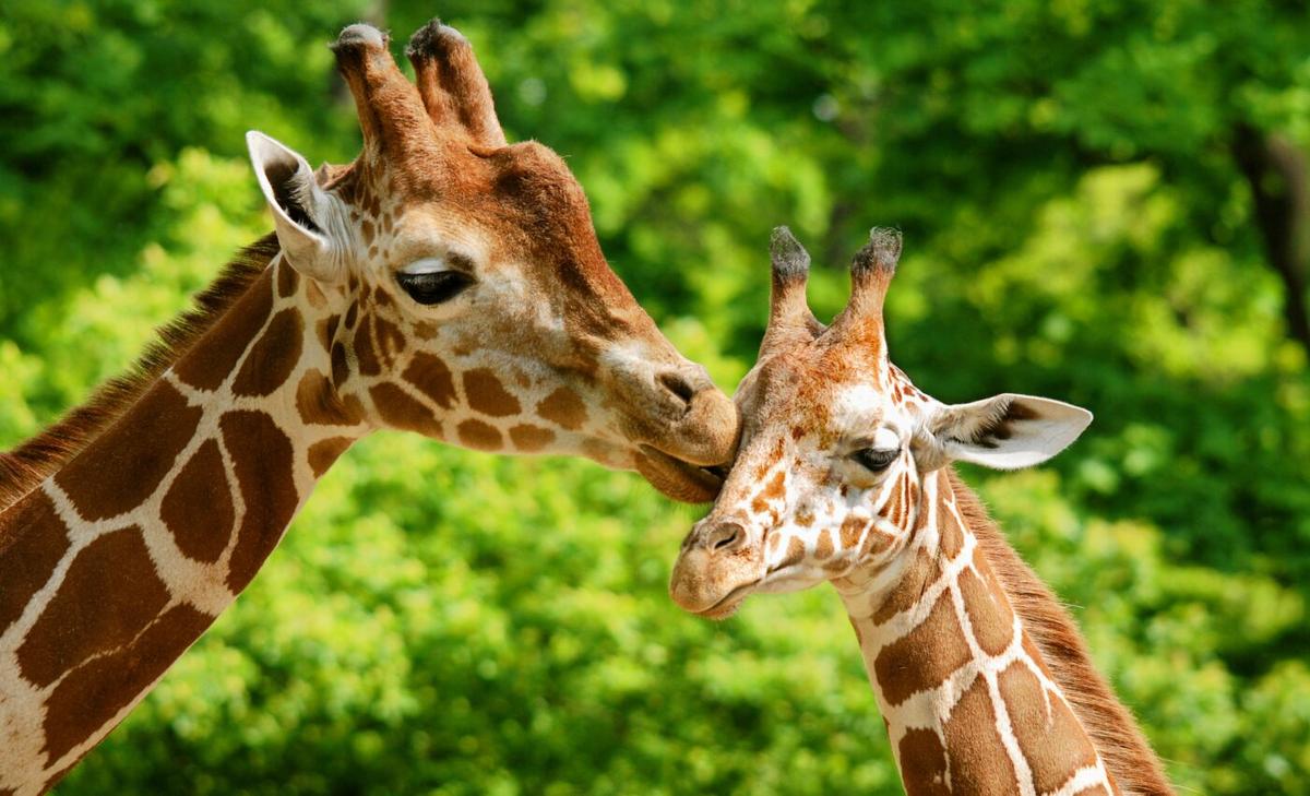 Male giraffes have social connections beyond their own community