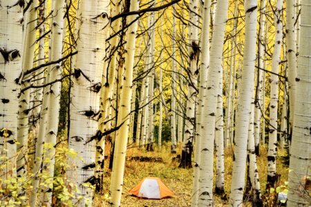 Fall tent camping in aspen tree forest in full fall color