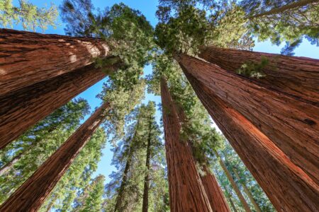 Giant sequoia trees closeup in Sequoia National Park, California
