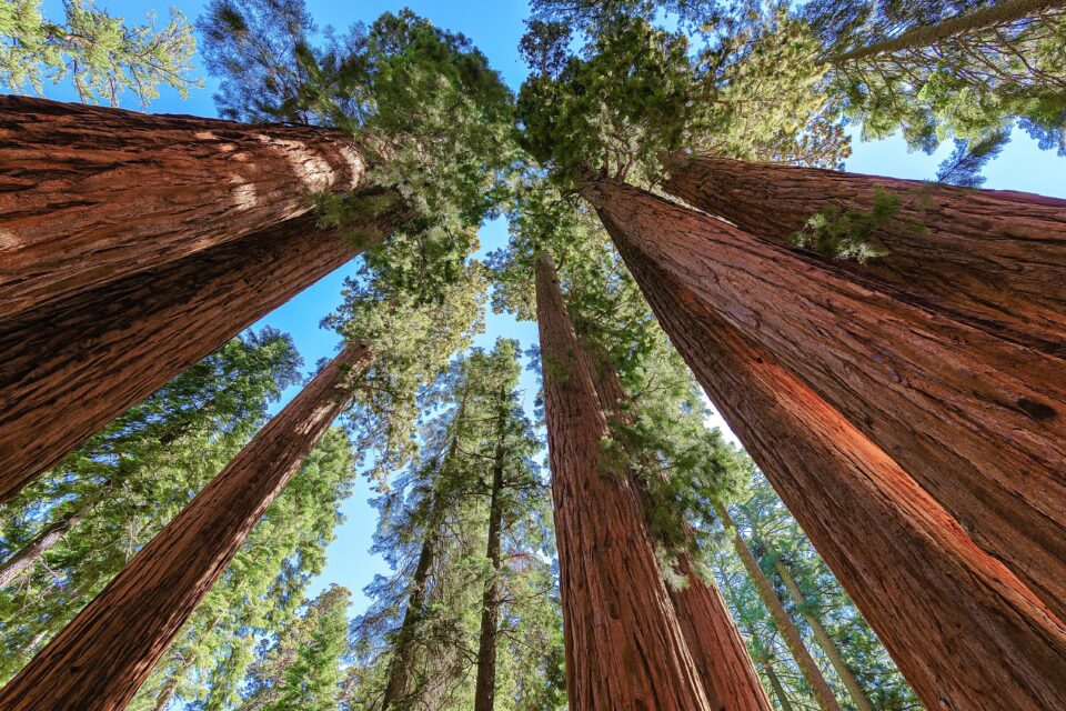 Sequoia and Kings Canyon National Parks, California