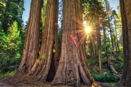 Sequoia Sunlight, General Grant Grove, Sequoia &amp; Kings Canyon National Park