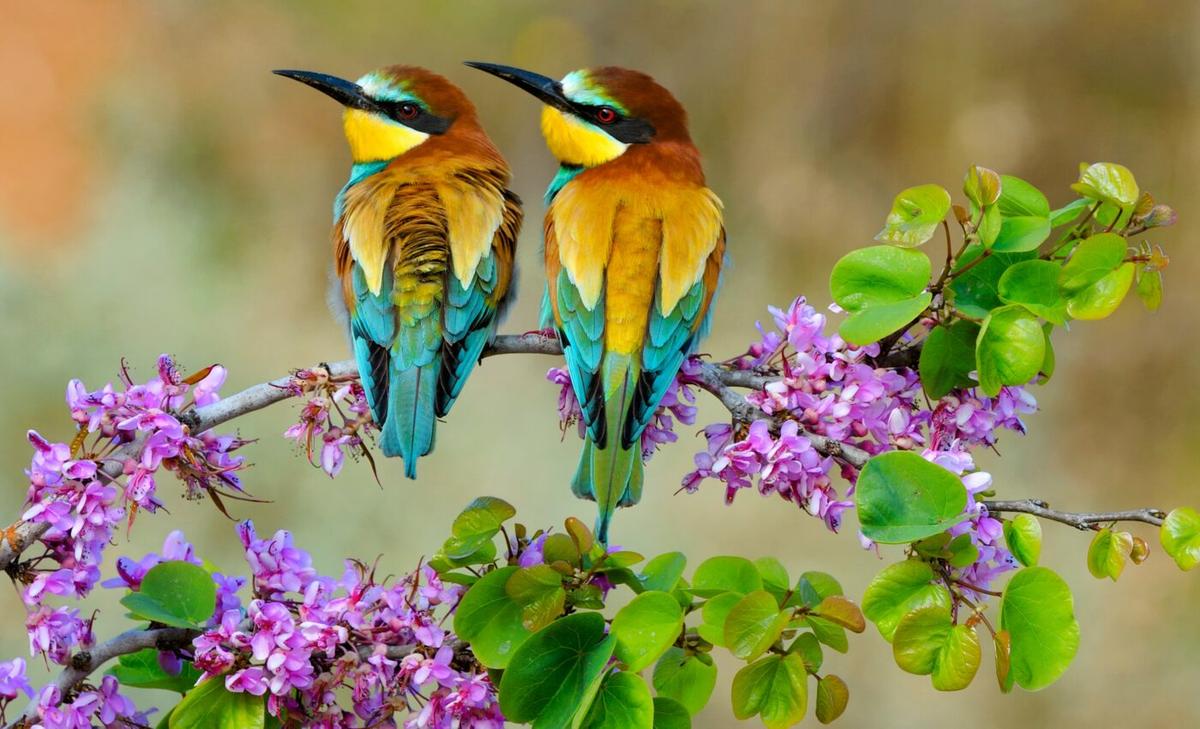 Birds altered their behavior during lockdowns