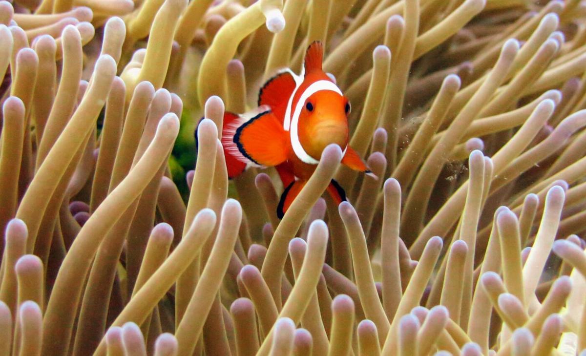 Corals depend on their microbiomes to endure heat stress