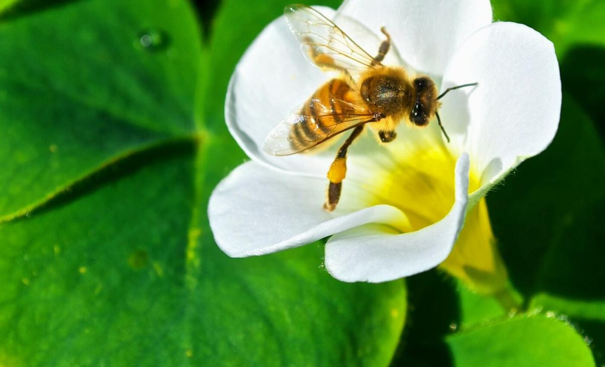 Australian bees are struggling to bounce back from wildfires