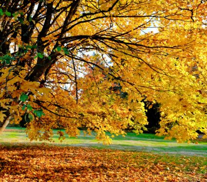 Bigleaf-Maple.jpg