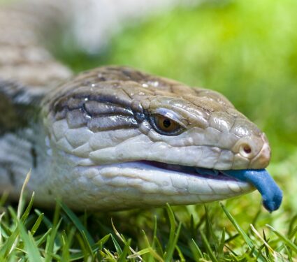 Blue-tongue-lizard2.jpg