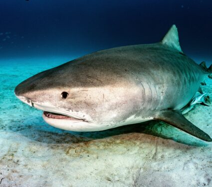 Tiger-sharks.jpg