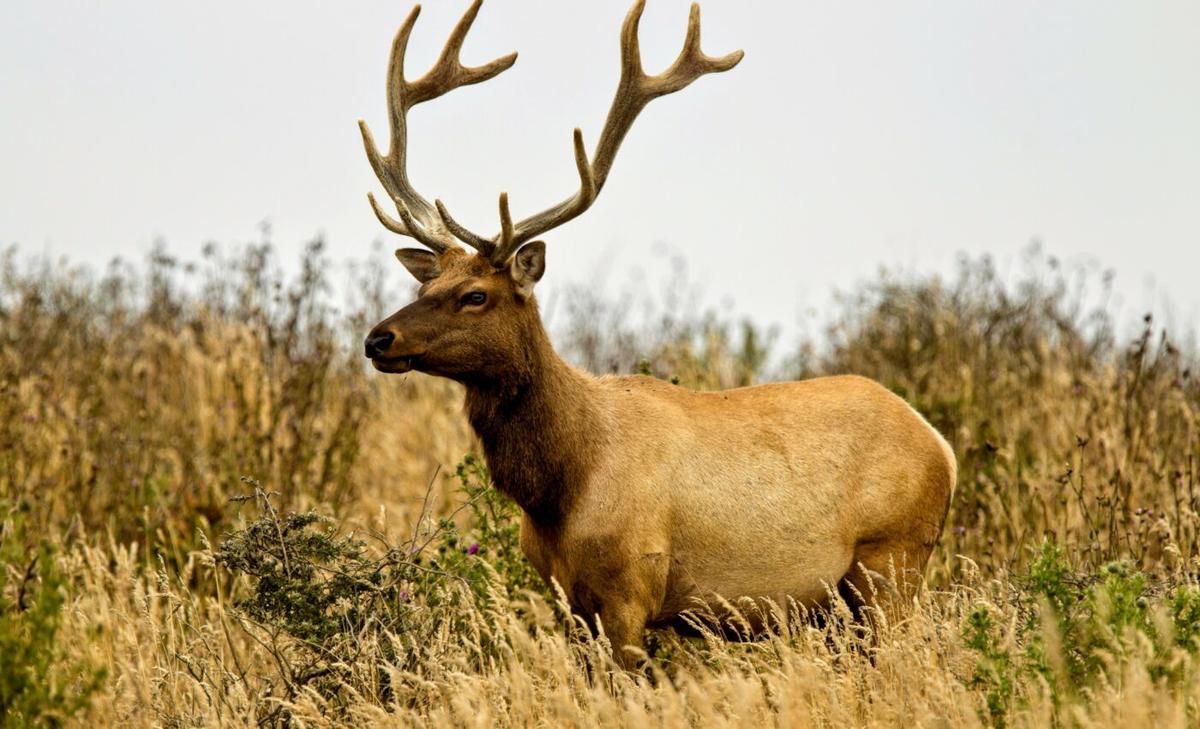 Activists win a small battle as the war over Tule elk continues