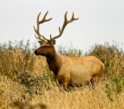 Tule-elk.jpg