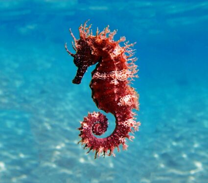 Seahorses.jpg