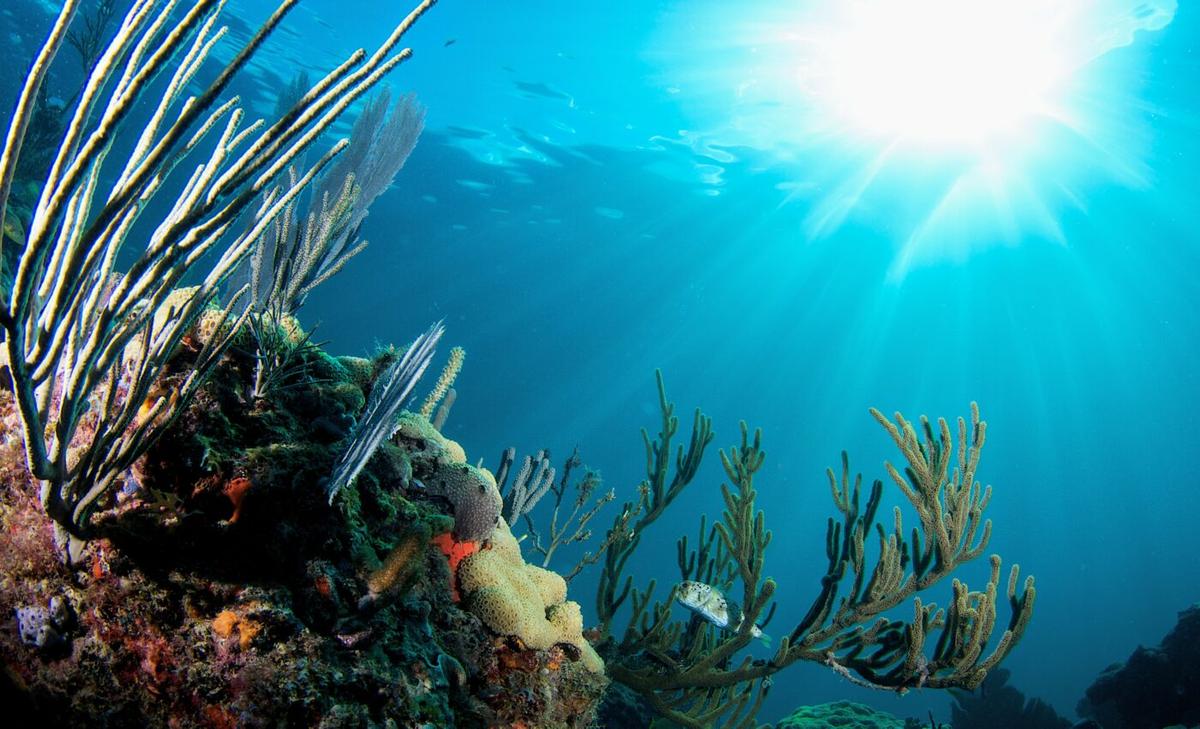 A mysterious disease is destroying Florida’s coral reef