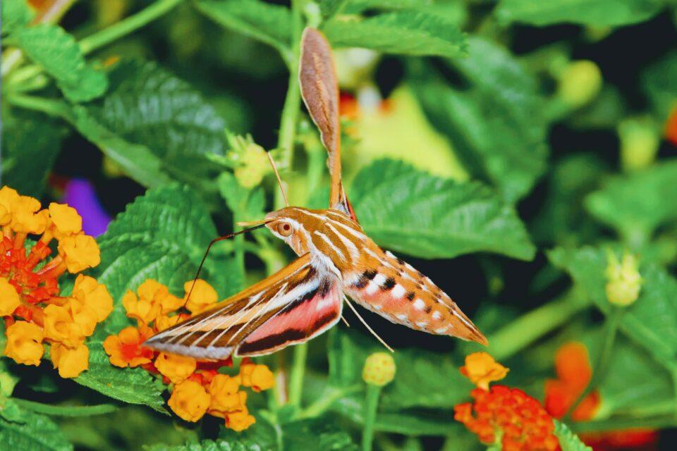 Moth with the longest tongue of any insect is a new species