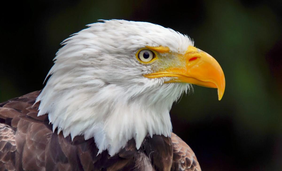 Eagle fossil represents a unique branch of the family tree