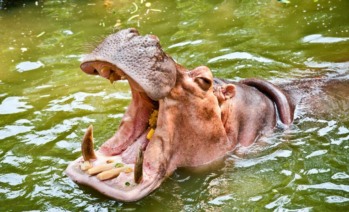 Million-year-old tooth is the earliest evidence of hippos in the UK