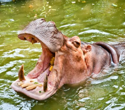 Hippos.jpg