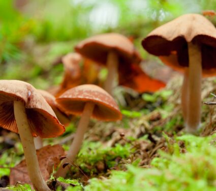 Mushrooms.jpg