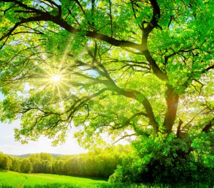 Oak-tree.jpg