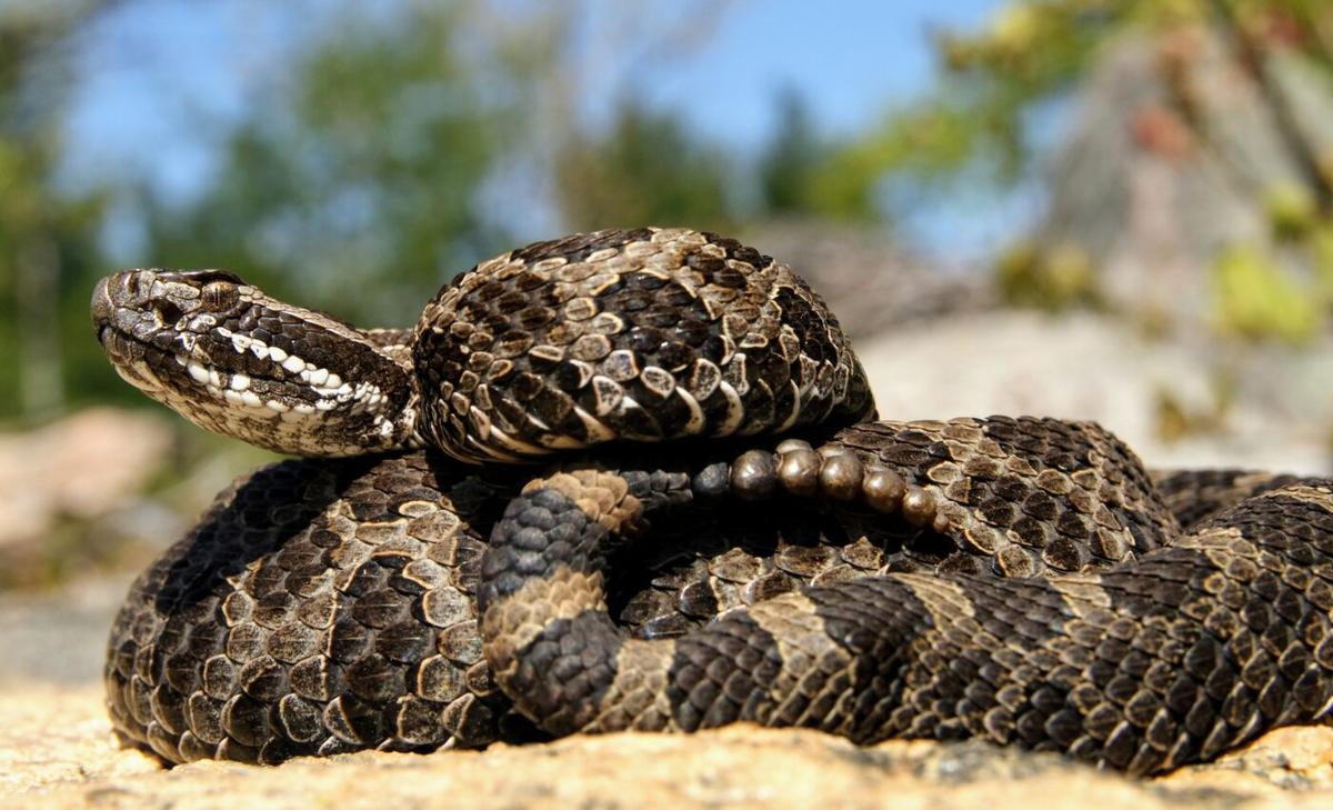 Inbreeding is not a problem for the Eastern massasauga rattlesnake