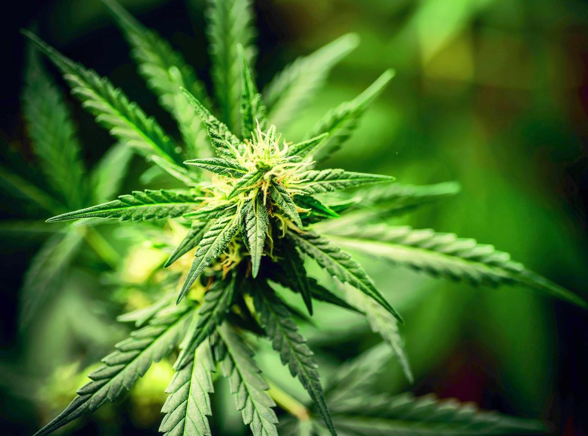 How does cannabis use affect embryonic development?