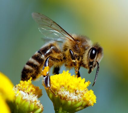 Honeybees.jpg