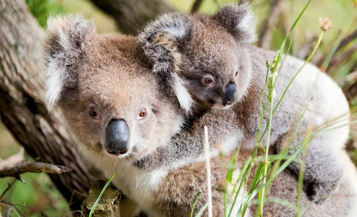 Deadly koala virus passed from mothers to their joeys