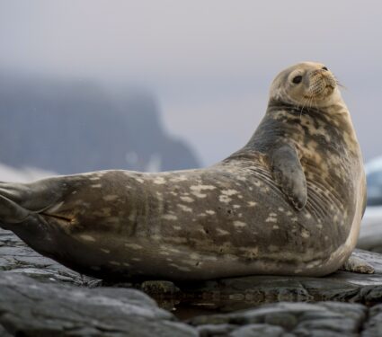 Weddell-seals.jpg