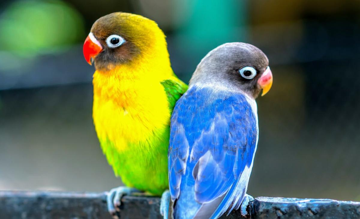Smart parrots need more stimulation in captivity