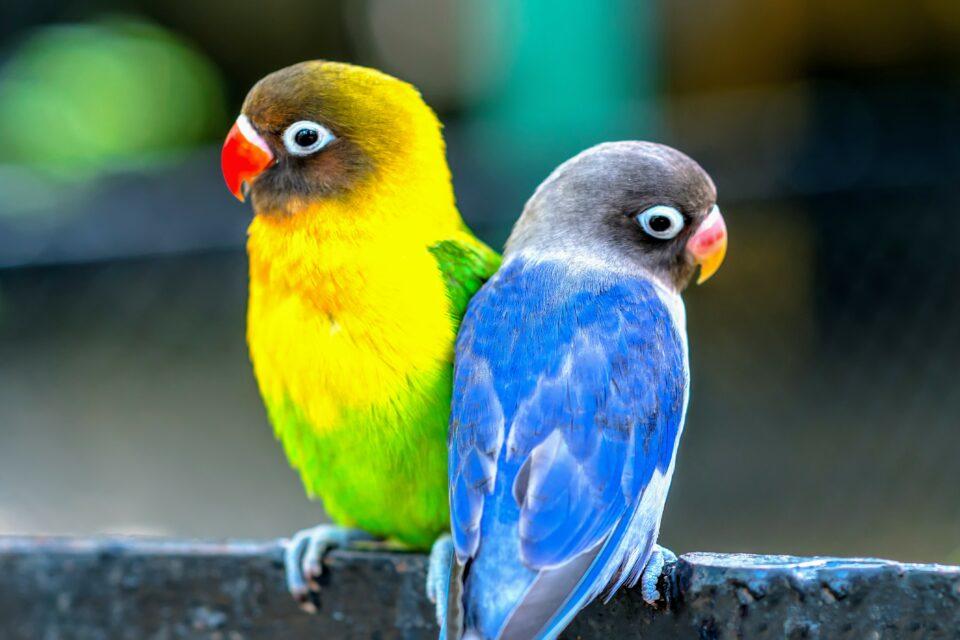 Smart parrots need more stimulation in captivity