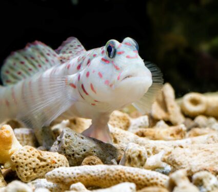 Goby-fish.jpg