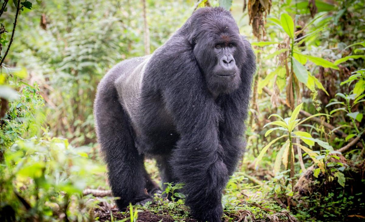 Gorilla groups practice social distancing