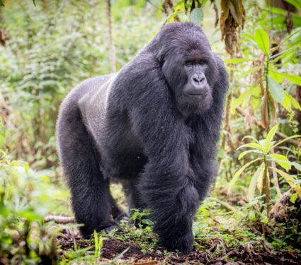 Gorilla.jpg
