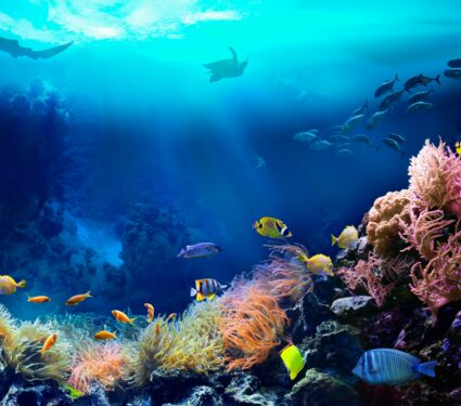 Coral.jpg