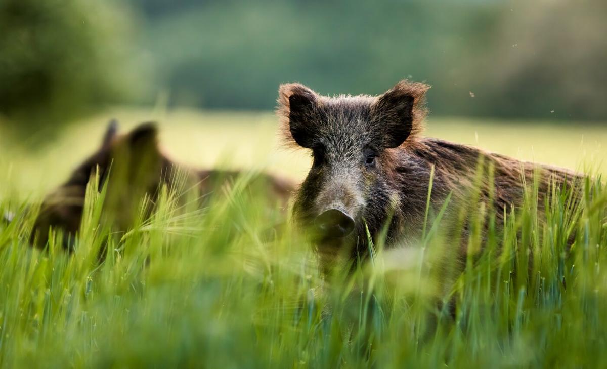 Wild meat consumption reduces greenhouse gas emissions