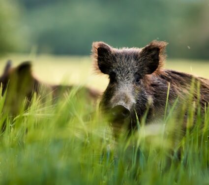 Wild-meat.jpg