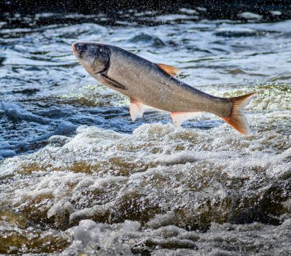 Invasive-fish.jpg