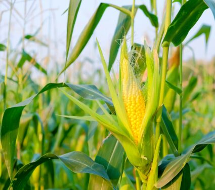 Sweet-corn.jpg